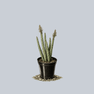Pickle Plant