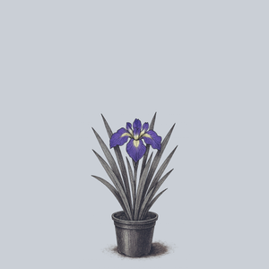 Picotee Wonder Japanese Iris