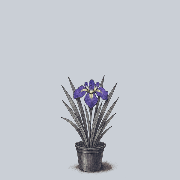 Picotee Wonder Japanese Iris