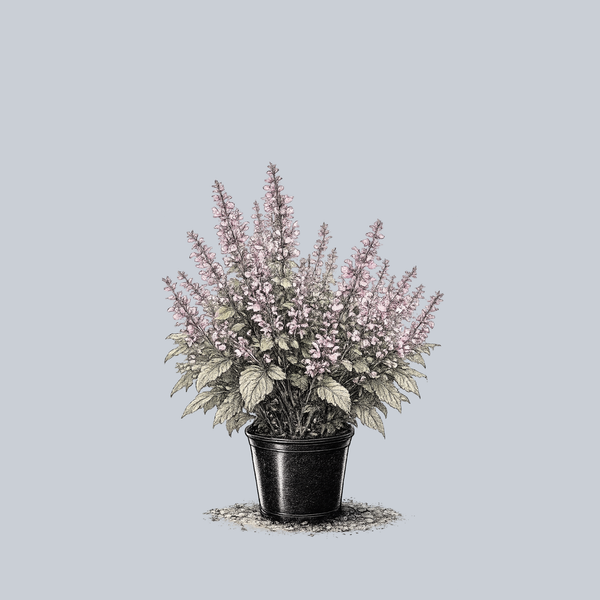 Piemont Clary Sage