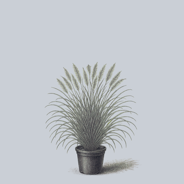 Piglet Fountain Grass