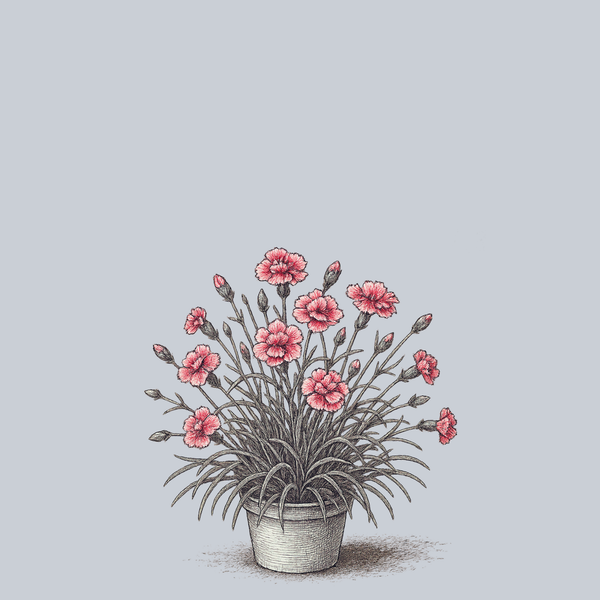 Pinball Wizard Dianthus