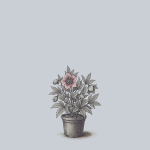 Pine Knot Strain Lenten Rose