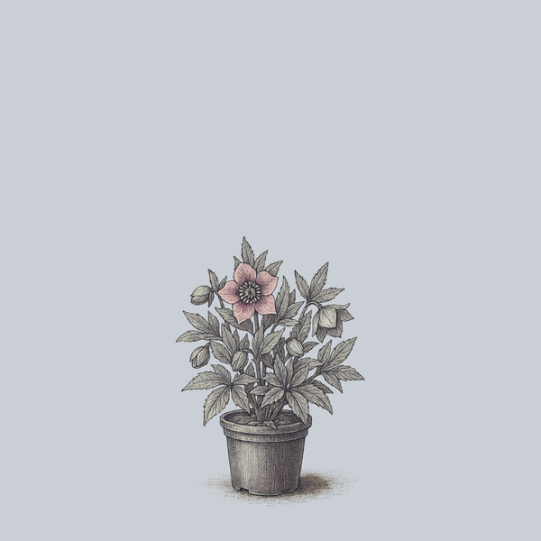 Pine Knot Strain Lenten Rose