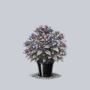 Pink-a-Blue Lungwort