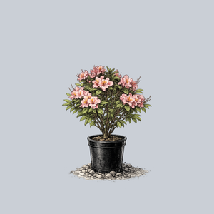 Pink and Sweet Exbury Azalea