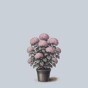 Pinkarella Smooth Hydrangea