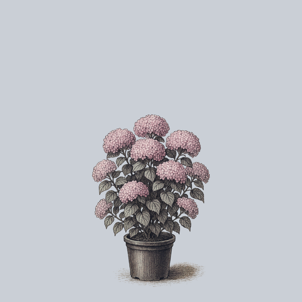 Pinkarella Smooth Hydrangea