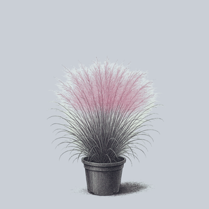 Pink Muhly Grass