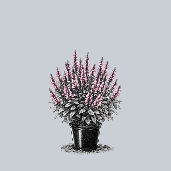 Pink Profusion Meadow Sage