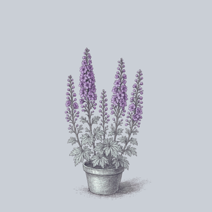 Pink Punch Delphinium