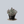 Load image into Gallery viewer, Pinky Trumpet Echeveria
