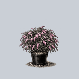 Pink Cascade Butterfly Bush