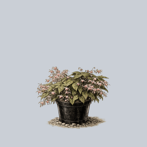 Pink Champagne Barrenwort
