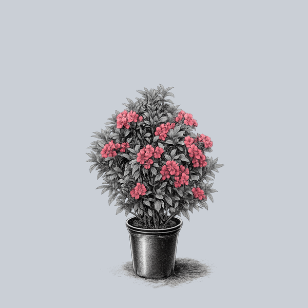 Pink Charm Mountain Laurel