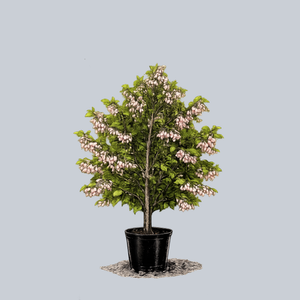 Pink Chimes Japanese Snowbell