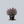 Load image into Gallery viewer, Pink Delight Butterfly Bush
