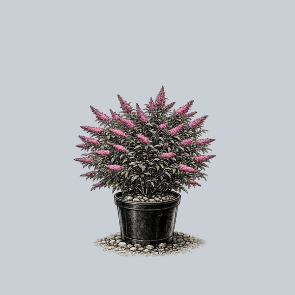 Pink Delight Butterfly Bush