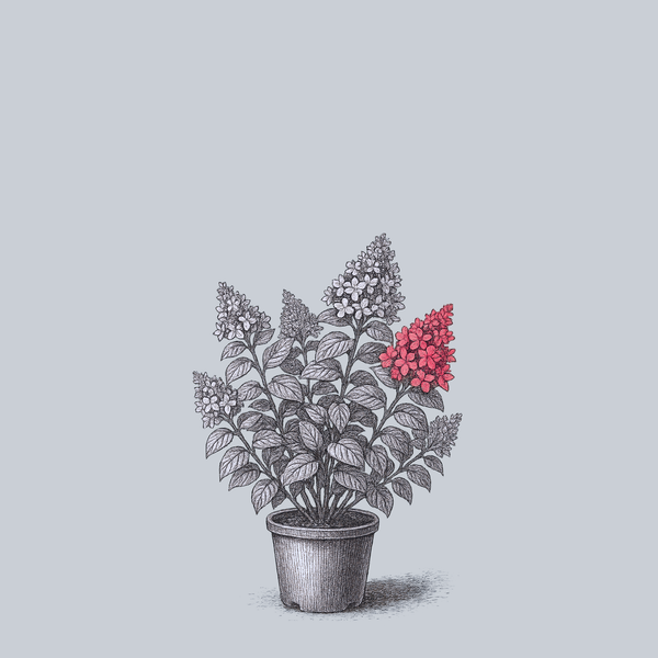 Pink Diamond Panicle Hydrangea