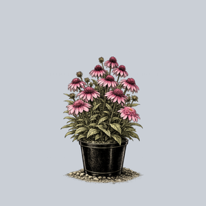 Pink Double Delight Coneflower