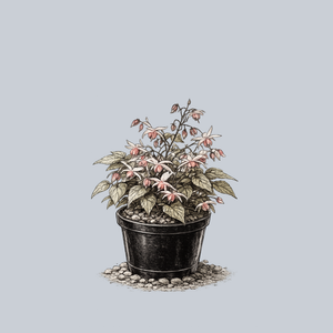 Pink Elf Barrenwort