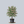 Load image into Gallery viewer, Pink Flowering Dogwood
