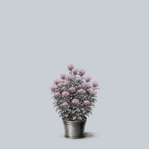 Pink Frosting Bee Balm