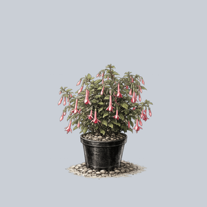 Fuchsia Begonia