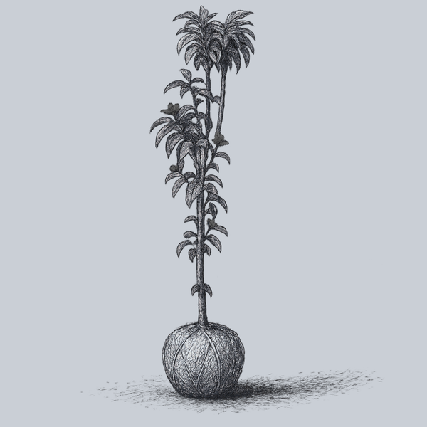 Pink Lady Apple Tree