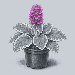 Pink Lightening Bugleweed