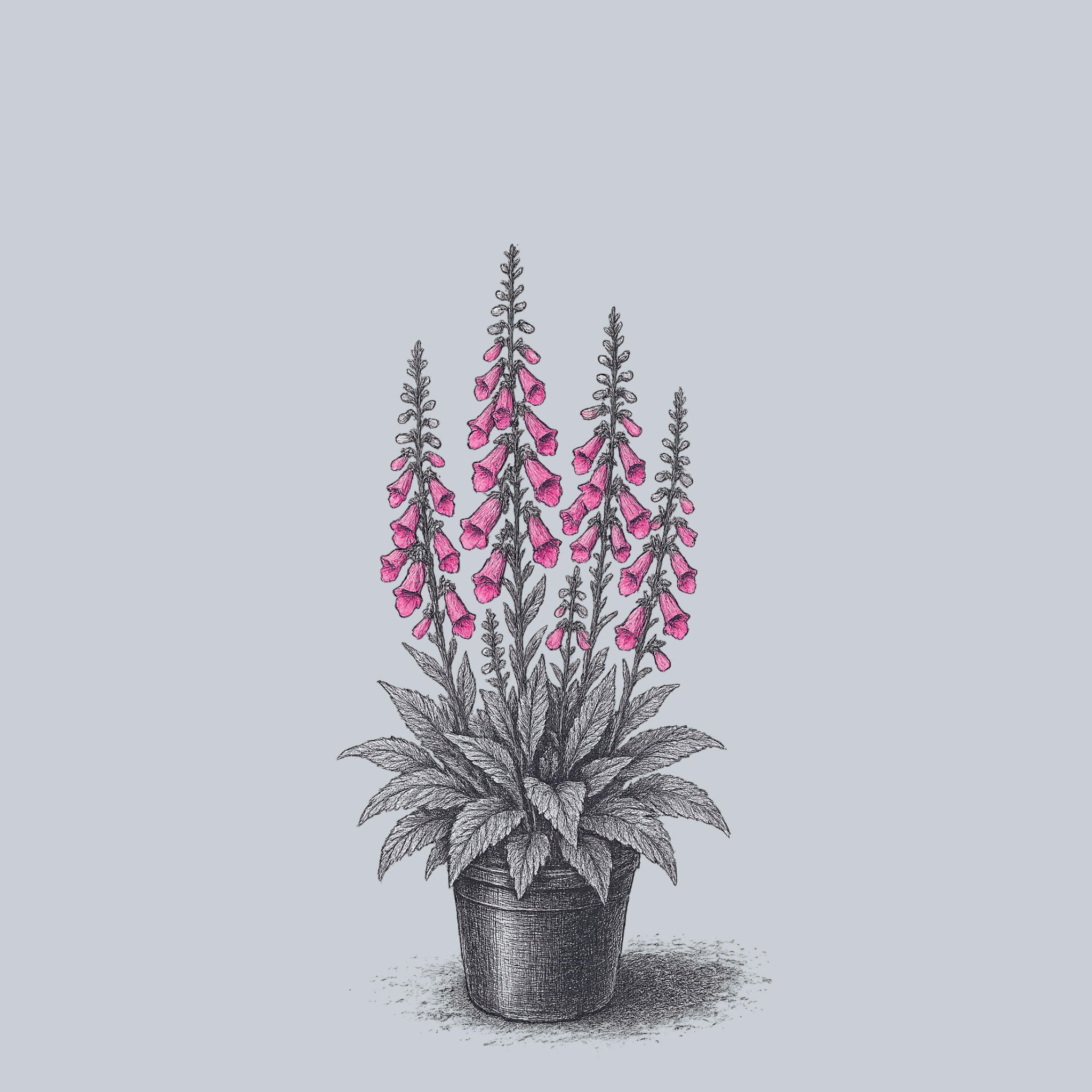 Pink Panther Foxglove – Plant Detectives