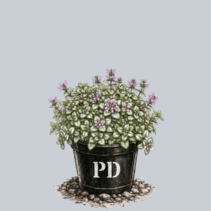 Pink Pewter Spotted Deadnettle