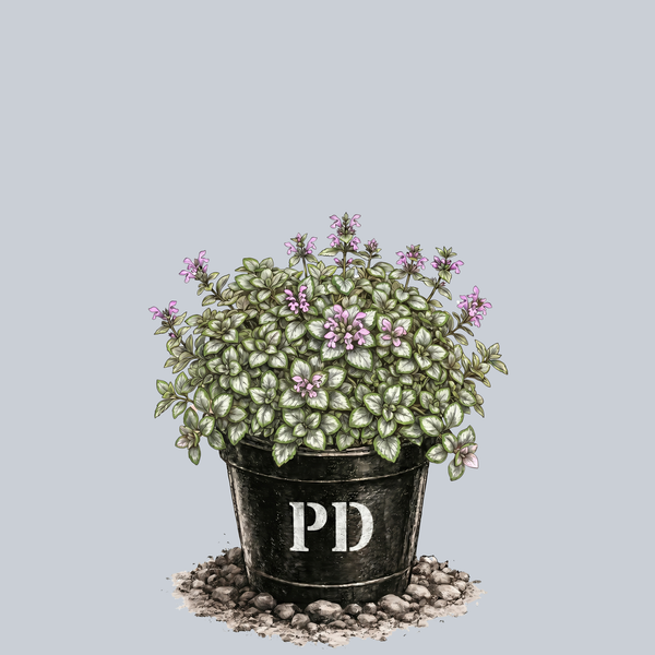 Pink Pewter Spotted Deadnettle