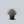 Load image into Gallery viewer, Pink Pinnacle Chaste Tree
