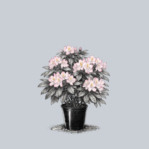 Pink Rosebay Rhododendron