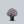 Load image into Gallery viewer, P.J.M. Elite Rhododendron
