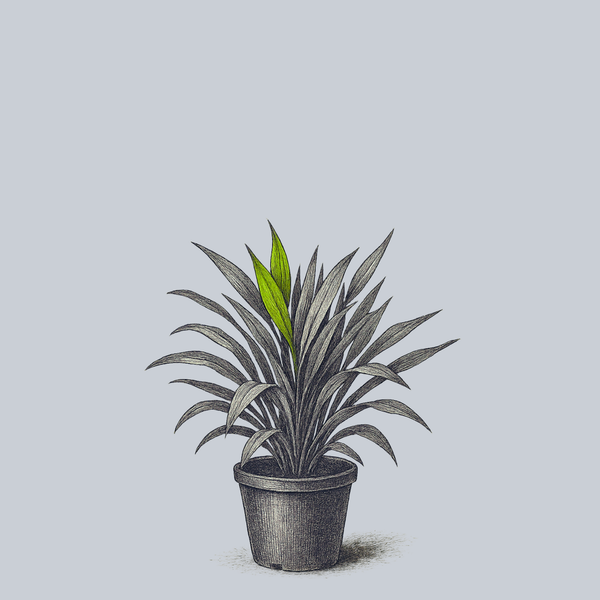 Plantain Leaved Sedge