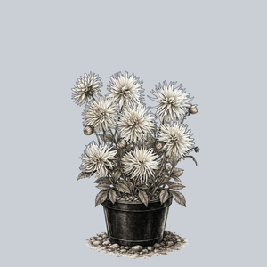 Playa Blanca Dahlia