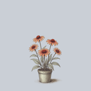 Playful Meadow Mama Coneflower