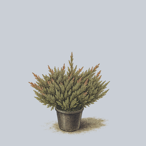 Plumosa Compact Creeping Juniper