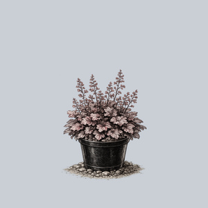 Plum Pudding Coral Bells