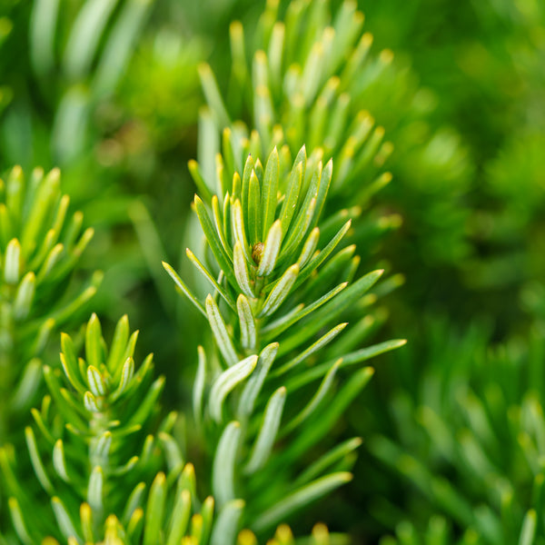 Upright Japanese Plum Yew - Yew - Conifers