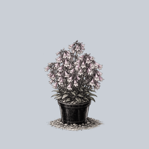 Pocahontas Beardtongue