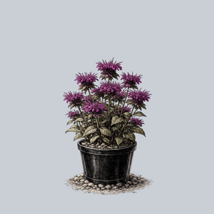 Pocahontas Deep Purple Bee Balm