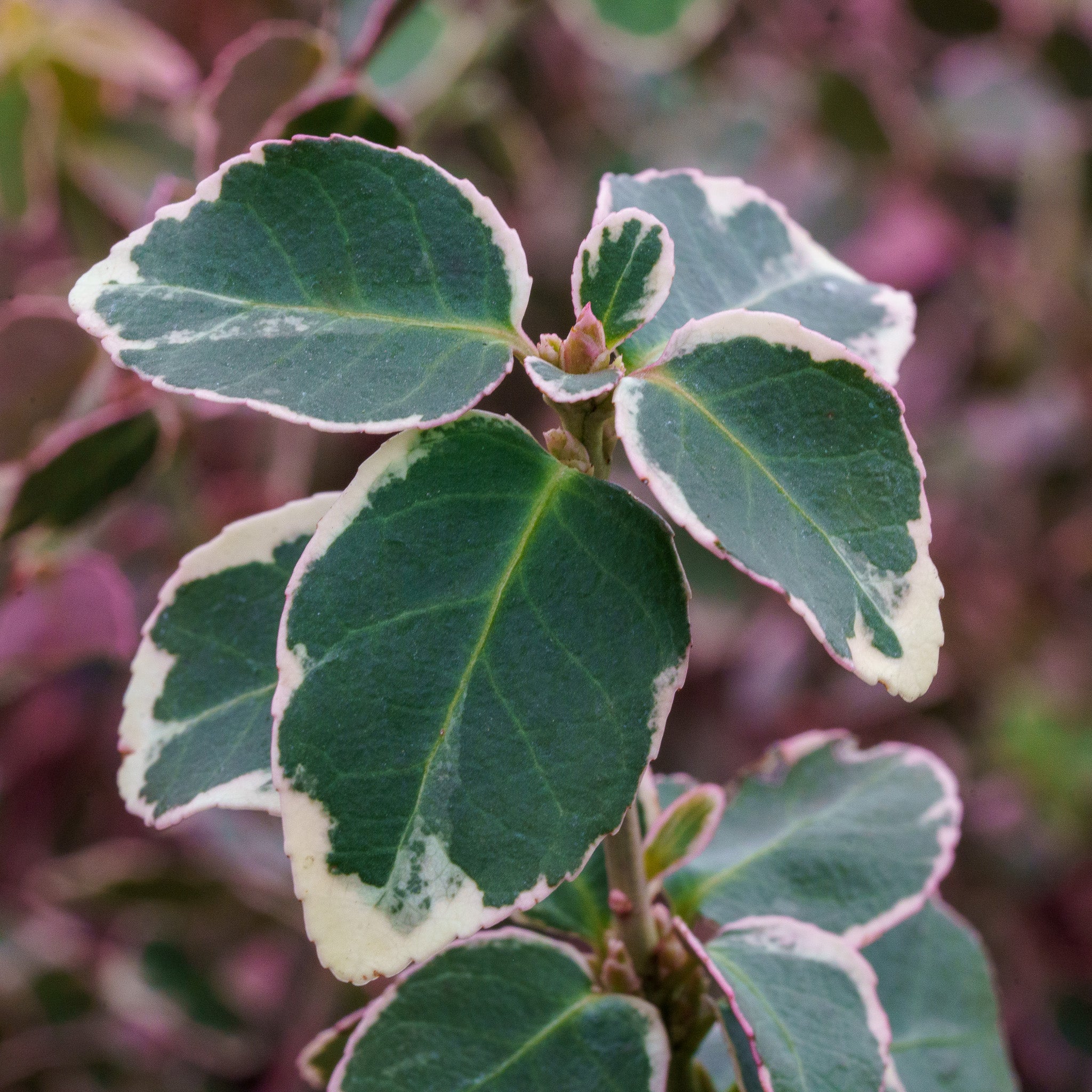 White Album Wintercreeper – Plant Detectives