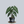 Load image into Gallery viewer, Polly African Mask Alocasia

