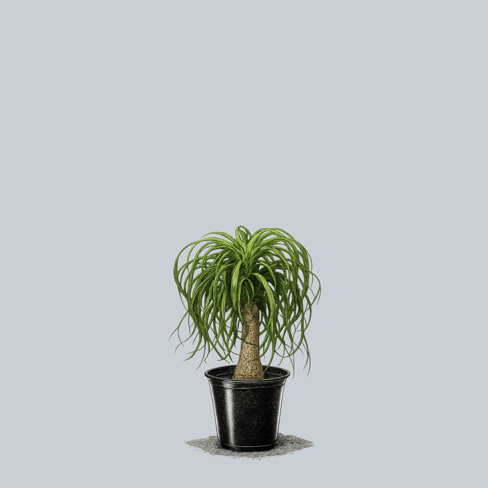 Ponytail Palm – Plant Detectives