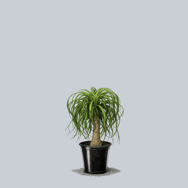 Ponytail Palm
