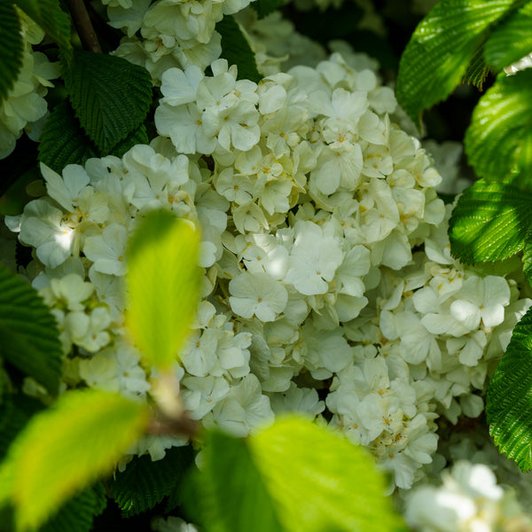 Popcorn Doublefile Viburnum - Viburnum - Shrubs