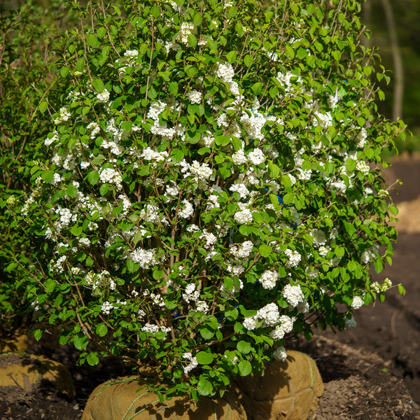 Popcorn Doublefile Viburnum - Viburnum - Shrubs